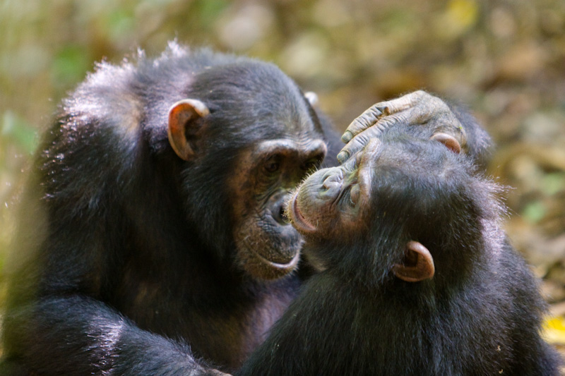 Chimpanzees Grooming